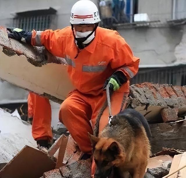 汶川地震67只搜救犬已全部离世英雄落幕，感动永存