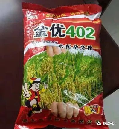 河南安阳冰雹致小麦颗粒无收？假的！真相究竟如何？