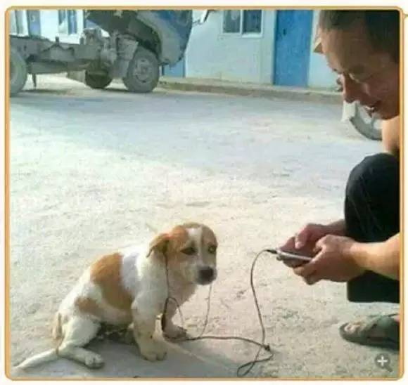 带小狗看一生都看不到的地方