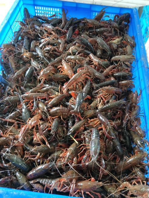 小龙虾价格腰斩 业内：还会再降