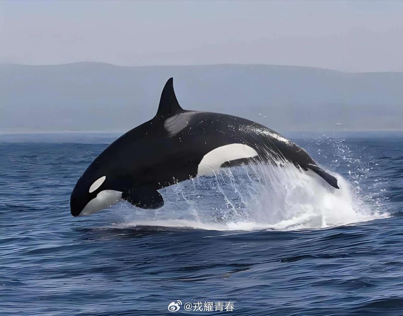 虎鲸母子被困公园