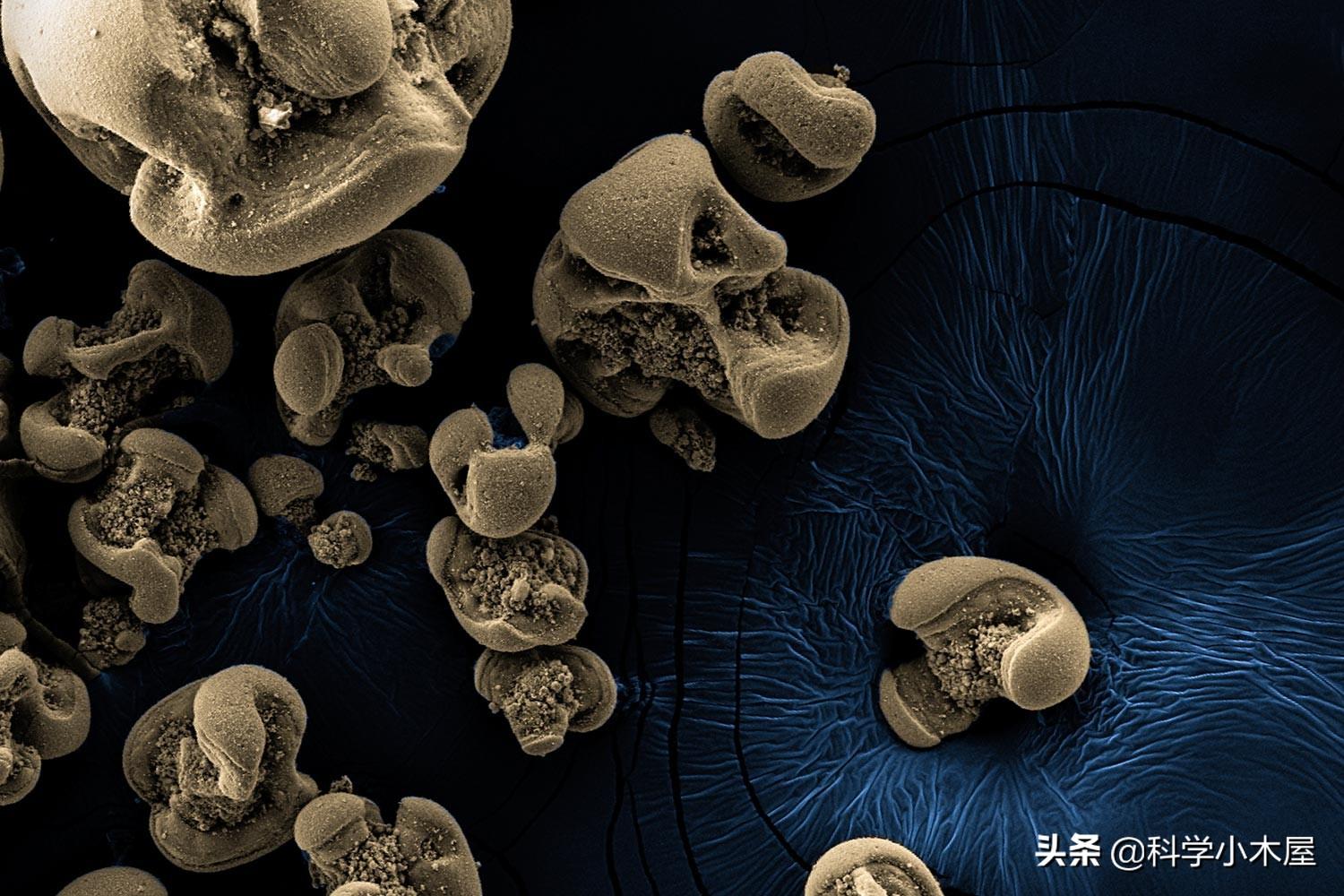 发现微生物新物种