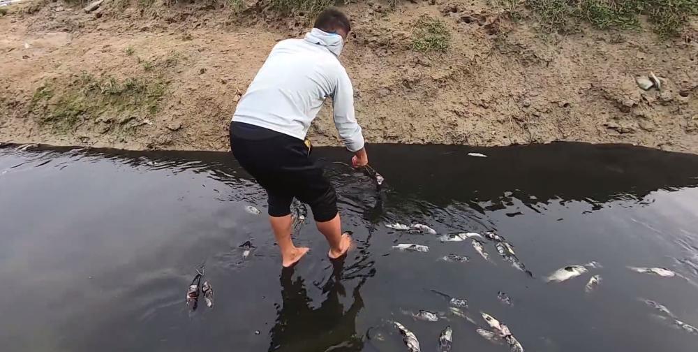 湖南一河现大量死鱼