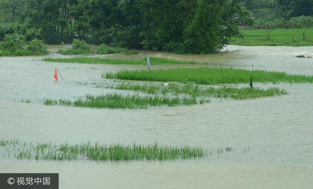 广西暴雨稻田成河