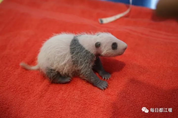 大熊猫福娃凤仪回国