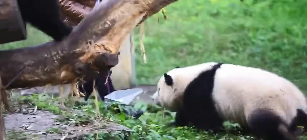 男子遇野生大熊猫一开始以为是猪