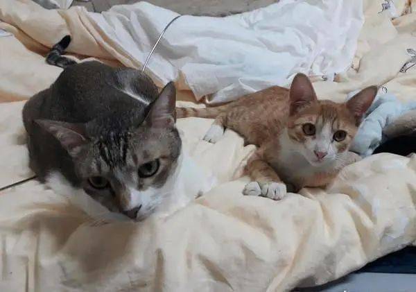 猫咪向监狱走私毒品