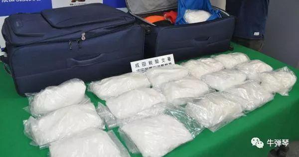 哥斯达黎加一只猫“走私”毒品被抓