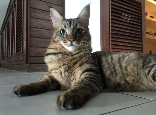 一只猫向监狱走私毒品被抓