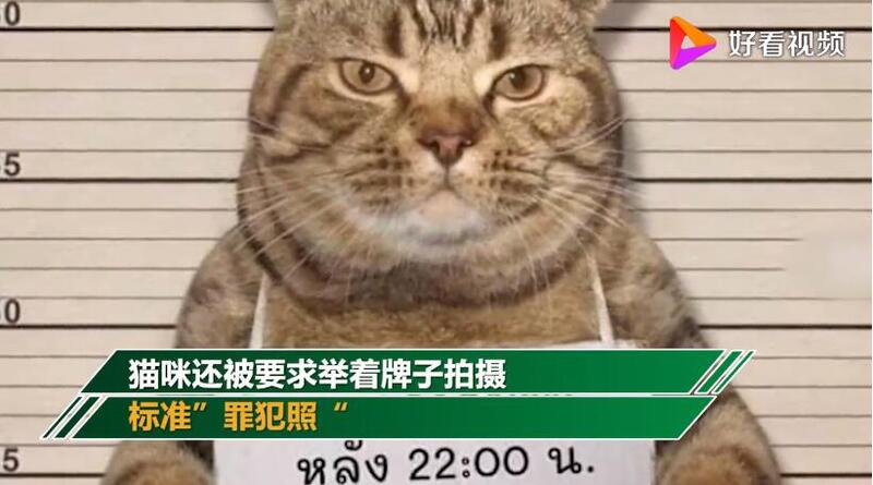 泰国猫咪袭警被捕超萌入狱照走红