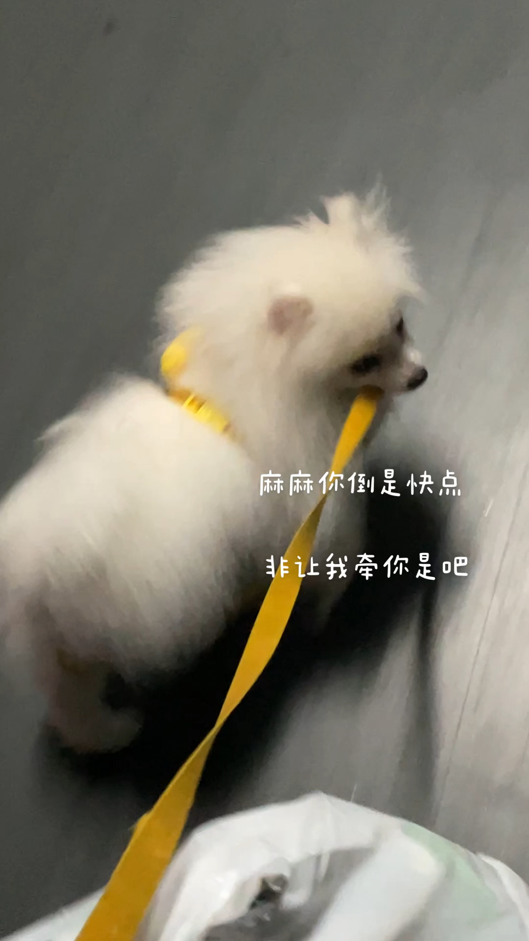"起猛了看到小狗的朋友圈了"揭秘宠物社交背后的惊人真相！