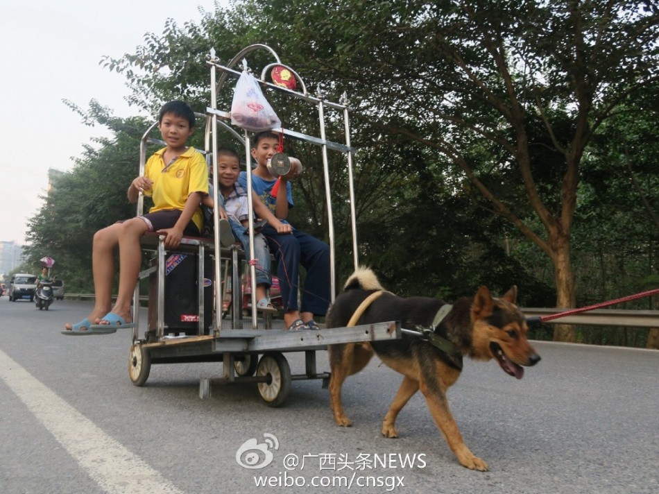 震惊！多地出现狗拉车带人上路急驶，安全隐患引热议！