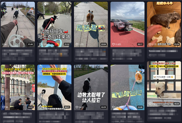 惊险！狗拉车带人上路急驶引发热议，安全隐忧如何解？