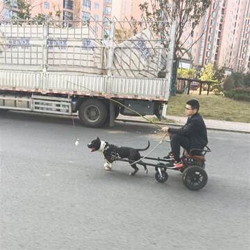 惊险！狗拉车带人上路急驶引发热议，安全何在？