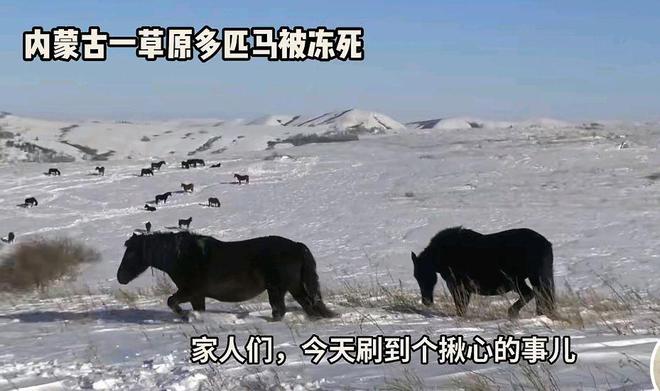 震惊！多匹马失温冻死草原，背后原因令人痛心！